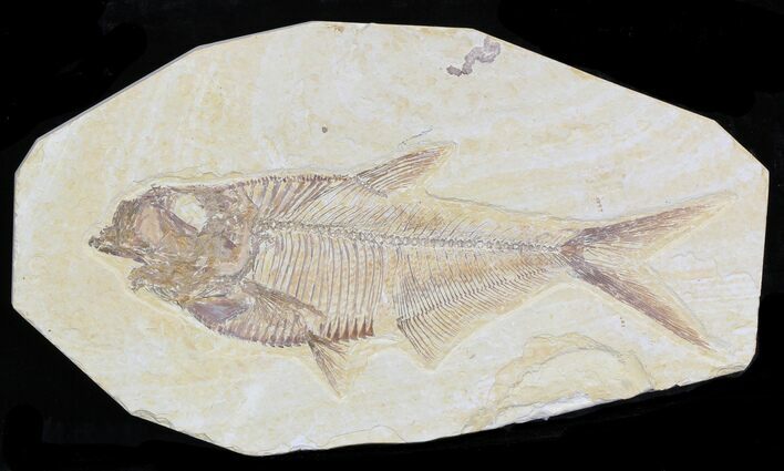 Detailed Diplomystus Fish Fossil From Wyoming #32736